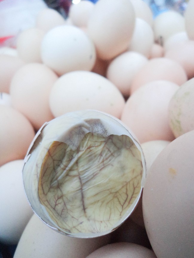 Feathers peeking in a day 17 balut.