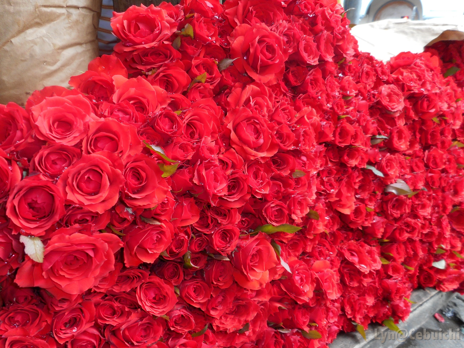 A new batch of fresh roses arrived earlier that morning.